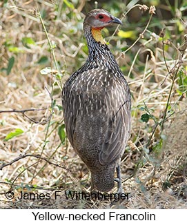 Yellow-necked Francolin - © James F Wittenberger and Exotic Birding LLC