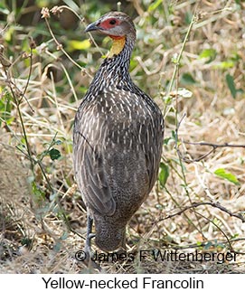 Yellow-necked Francolin - © James F Wittenberger and Exotic Birding LLC