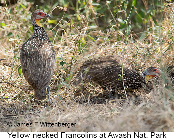 Yellow-necked Francolin - © James F Wittenberger and Exotic Birding LLC