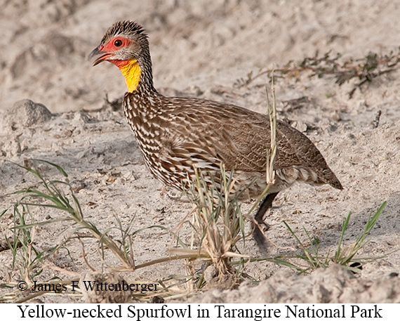 Yellow-necked Francolin - &copy; James F Wittenberger and Exotic Birding LLC