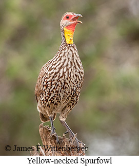 Yellow-necked Francolin - &copy; James F Wittenberger and Exotic Birding LLC