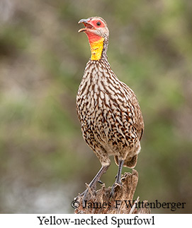 Yellow-necked Francolin - &copy; James F Wittenberger and Exotic Birding LLC