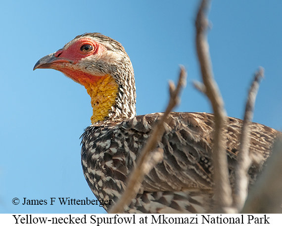 Yellow-necked Francolin - &copy; James F Wittenberger and Exotic Birding LLC