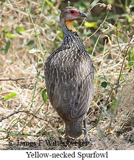 Yellow-necked Francolin - &copy; James F Wittenberger and Exotic Birding LLC