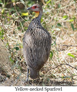 Yellow-necked Francolin - &copy; James F Wittenberger and Exotic Birding LLC