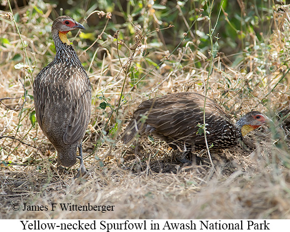 Yellow-necked Francolin - &copy; James F Wittenberger and Exotic Birding LLC