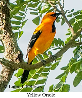 Yellow Oriole - © Laura L Fellows and Exotic Birding LLC