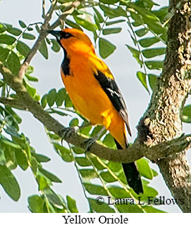 Yellow Oriole - © Laura L Fellows and Exotic Birding LLC