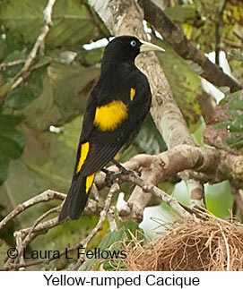 Yellow-rumped Cacique - © Laura L Fellows and Exotic Birding LLC Yellow-rumped Cacique - © Laura L Fellows and Exotic Birding LLC