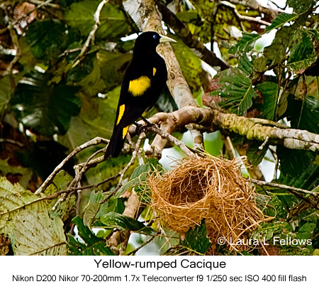Yellow-rumped Cacique - © Laura L Fellows and Exotic Birding Tours