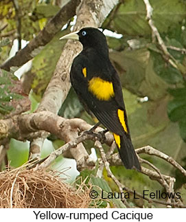 Yellow-rumped Cacique - © Laura L Fellows and Exotic Birding LLC