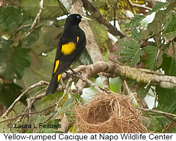 Yellow-rumped Cacique - © Laura L Fellows and Exotic Birding LLC