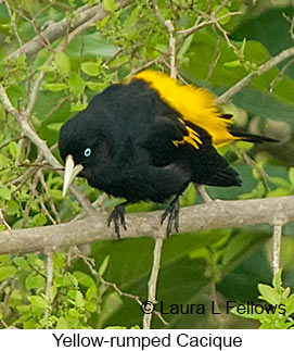 Yellow-rumped Cacique - © Laura L Fellows and Exotic Birding LLC