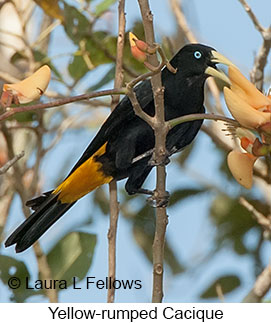 Yellow-rumped Cacique - © Laura L Fellows and Exotic Birding LLC