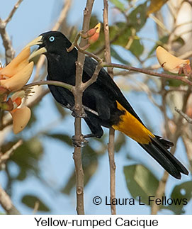 Yellow-rumped Cacique - © Laura L Fellows and Exotic Birding LLC