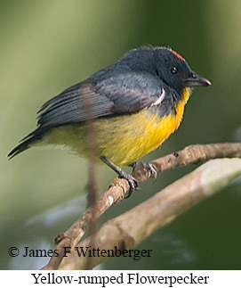 Yellow-rumped Flowerpecker - © James F Wittenberger and Exotic Birding LLC