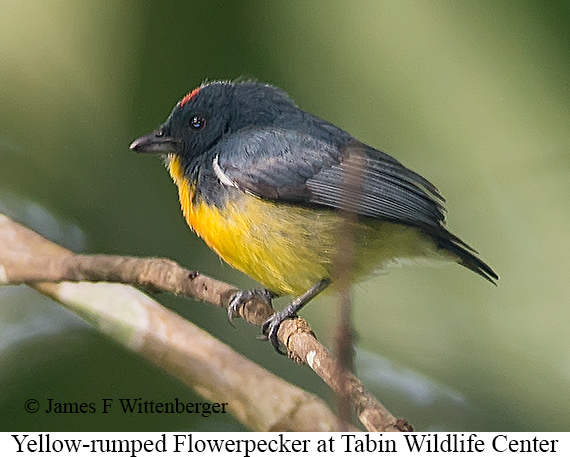 Yellow-rumped Flowerpecker - © James F Wittenberger and Exotic Birding LLC Yellow-rumped Flowerpecker - © James F Wittenberger and Exotic Birding LLC