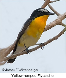 Yellow-rumped Flycatcher - © James F Wittenberger and Exotic Birding LLC