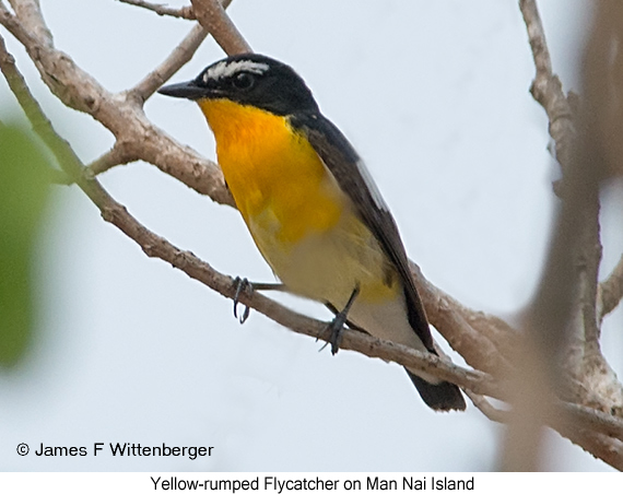 Yellow-rumped Flycatcher - © James F Wittenberger and Exotic Birding LLC