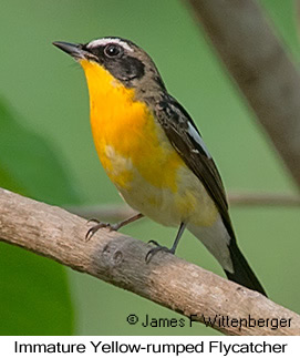 Yellow-rumped Flycatcher - © James F Wittenberger and Exotic Birding LLC