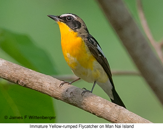 Yellow-rumped Flycatcher - © James F Wittenberger and Exotic Birding LLC