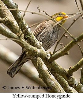 Yellow-rumped Honeyguide - © James F Wittenberger and Exotic Birding LLC