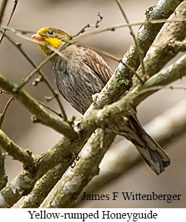 Yellow-rumped Honeyguide - © James F Wittenberger and Exotic Birding LLC
