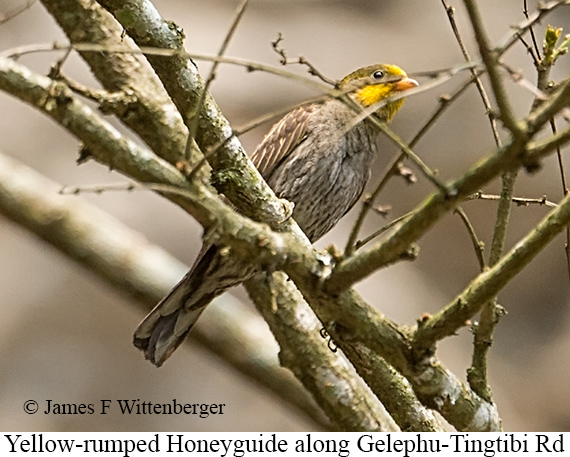Yellow-rumped Honeyguide - © James F Wittenberger and Exotic Birding LLC