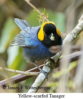 Yellow-scarfed Tanager - © James F Wittenberger and Exotic Birding LLC