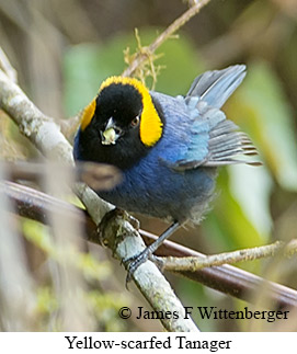 Yellow-scarfed Tanager - © James F Wittenberger and Exotic Birding LLC