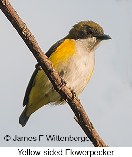 Yellow-sided Flowerpecker - © James F Wittenberger and Exotic Birding LLC Yellow-sided Flowerpecker - © James F Wittenberger and Exotic Birding LLC