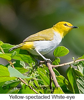 Yellow-spectacled White-eye - © James F Wittenberger and Exotic Birding LLC