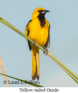 Yellow-tailed Oriole - © Laura L Fellows and Exotic Birding LLC
