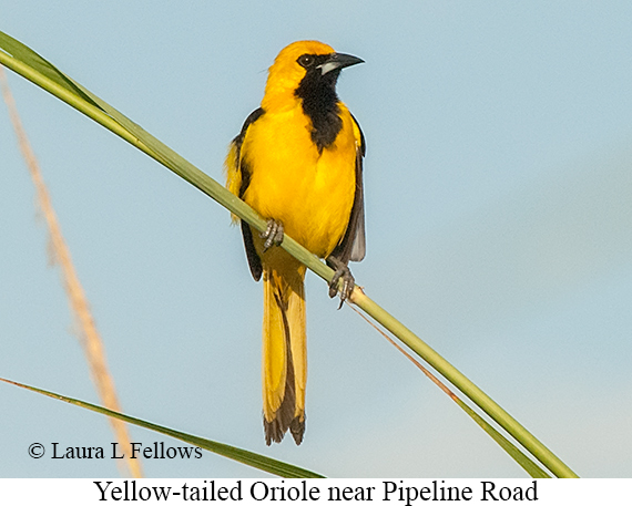 Yellow-tailed Oriole - © Laura L Fellows and Exotic Birding LLC