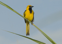 Yellow-tailed Oriole in Panama - &copy; Laura L Fellows and Exotic Birding tours