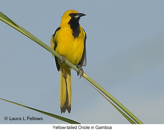 Yellow-tailed Oriole in Panama - &copy; Laura L Fellows and Exotic Birding tours