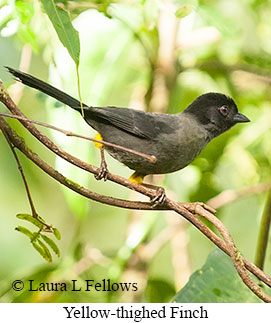 Yellow-thighed Finch - © Laura L Fellows and Exotic Birding LLC