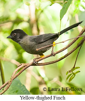 Yellow-thighed Finch - © Laura L Fellows and Exotic Birding LLC