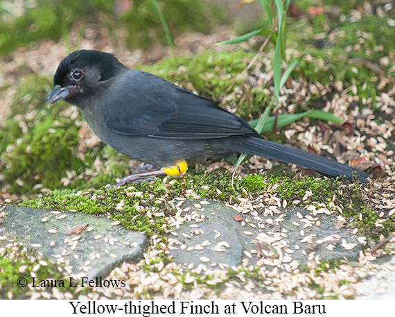 Yellow-thighed Finch - © James F Wittenberger and Exotic Birding LLC