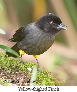 Yellow-thighed Finch - © Laura L Fellows and Exotic Birding LLC