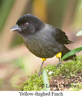 Yellow-thighed Finch - © Laura L Fellows and Exotic Birding LLC