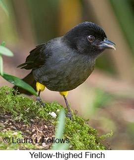 Yellow-thighed Finch - © Laura L Fellows and Exotic Birding LLC