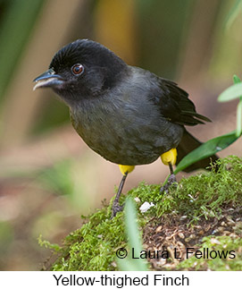 Yellow-thighed Finch - © Laura L Fellows and Exotic Birding LLC