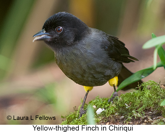 Yellow-thighed Finch - © Laura L Fellows and Exotic Birding LLC