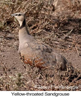 Yellow-throated Sandgrouse - © James F Wittenberger and Exotic Birding LLC Yellow-throated Sandgrouse - © James F Wittenberger and Exotic Birding LLC