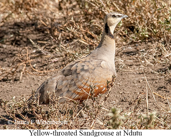 Yellow-throated Sandgrouse - © James F Wittenberger and Exotic Birding LLC