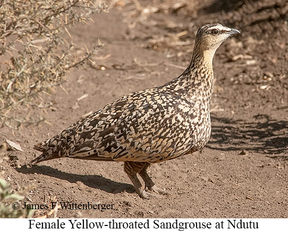 Yellow-throated Sandgrouse - © James F Wittenberger and Exotic Birding LLC