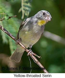 Yellow-throated Serin - © James F Wittenberger and Exotic Birding LLC