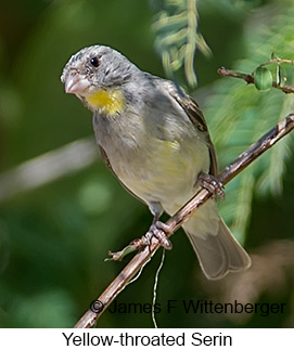 Yellow-throated Serin - © James F Wittenberger and Exotic Birding LLC