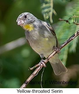 Yellow-throated Serin - © James F Wittenberger and Exotic Birding LLC Yellow-throated Serin - © James F Wittenberger and Exotic Birding LLC
